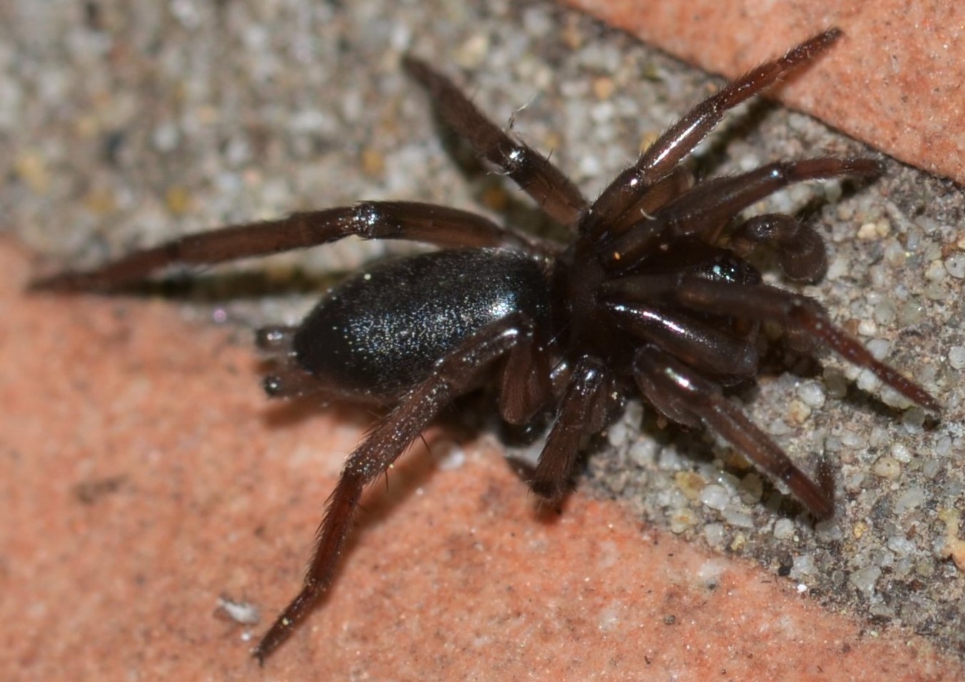 Gnaphosidae Zelotinae